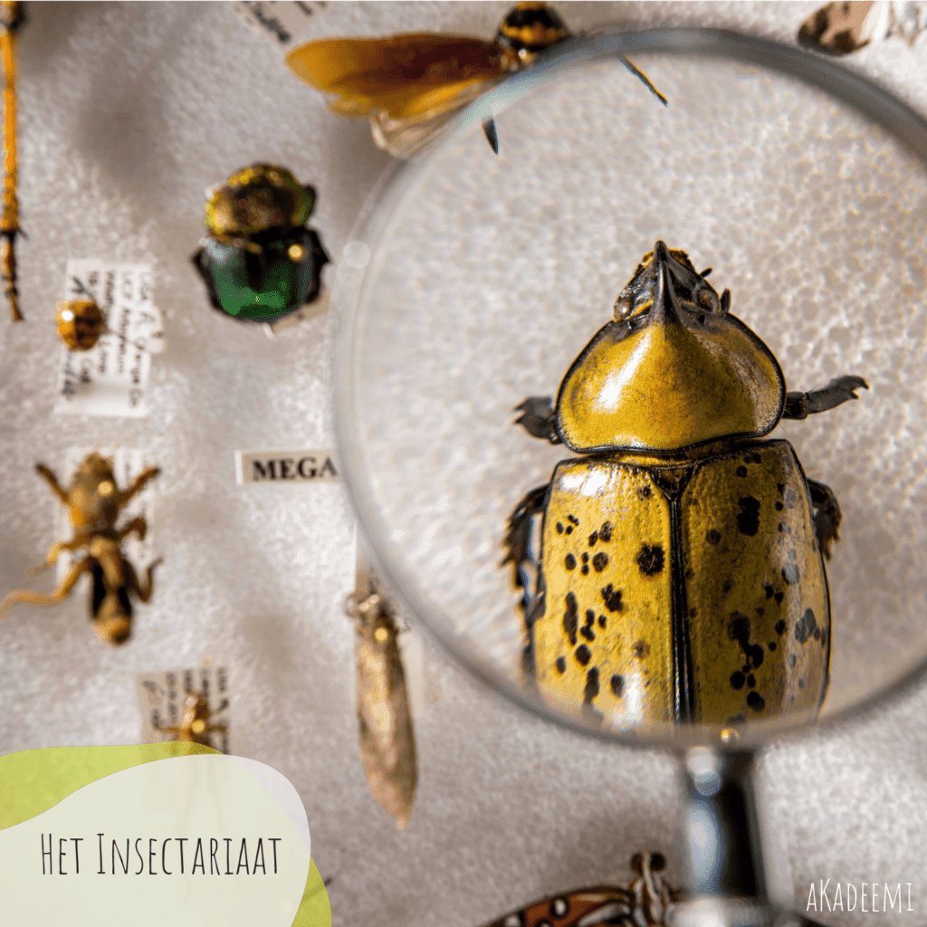 Zomerkampen Sint-Pieters-Leeuw 2026 svg+xml;charset=utf - aKadeemi